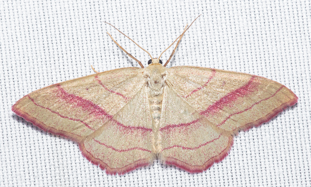 Rhodostrophia vibicaria - pirosszélű araszoló