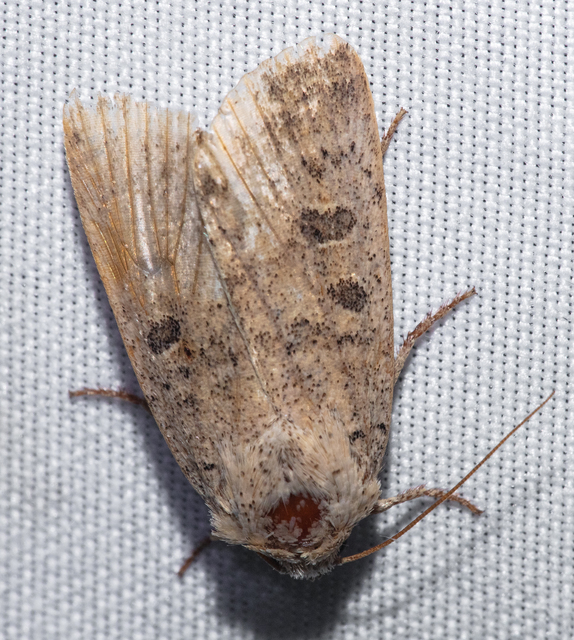Hoplodrina octogenaria - barna selymesbagoly