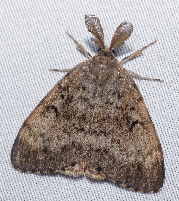 Lymantria dispar - gyapjaslepke
