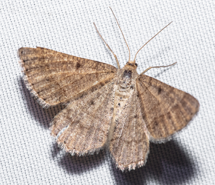 Tephrina murinaria - egérszínű araszoló