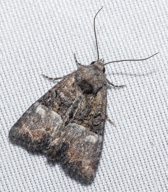 Mesoligia furuncula - kétszínű dudvabagoly