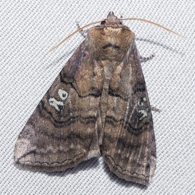 Tethea ocularis - pápaszemes pihésszövő