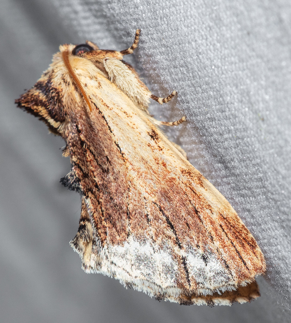 Ptilodon cucullina - csuklyás púposszövő