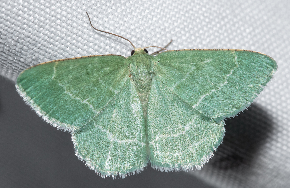 Chlorissa cloraria - sárgászöld araszoló
