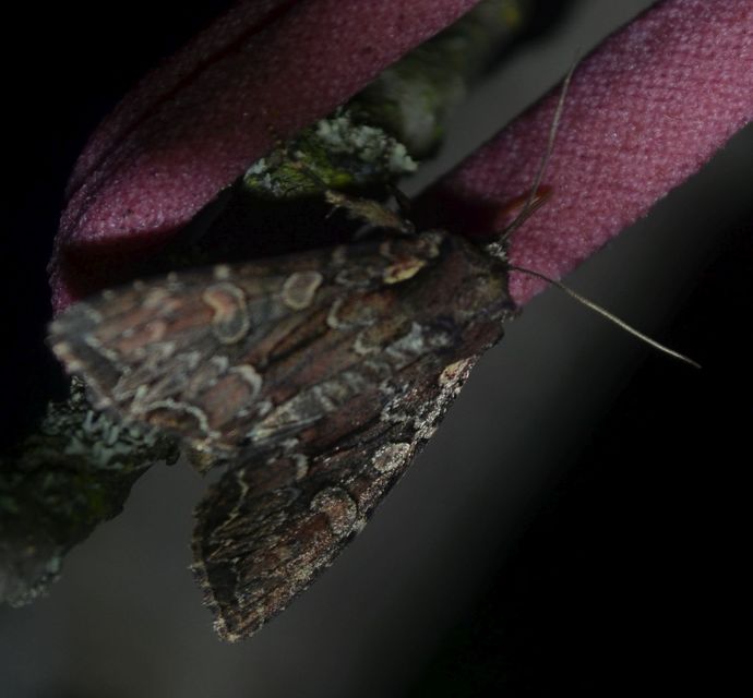 Lacanobia thalassina - borbolya-kertibagoly