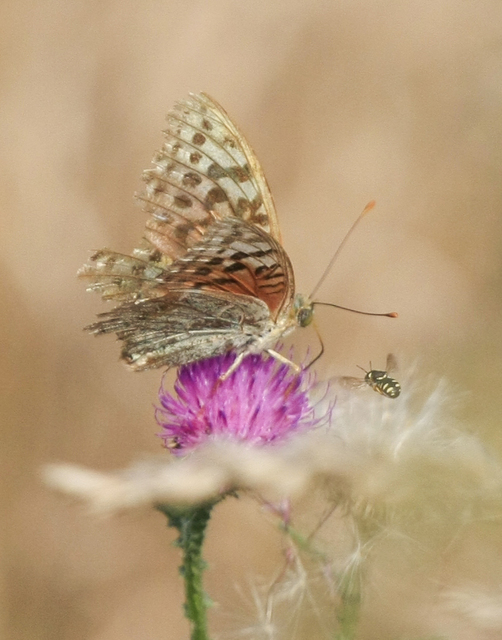 Argynnis pandora - zöldes gyöngyházlepke