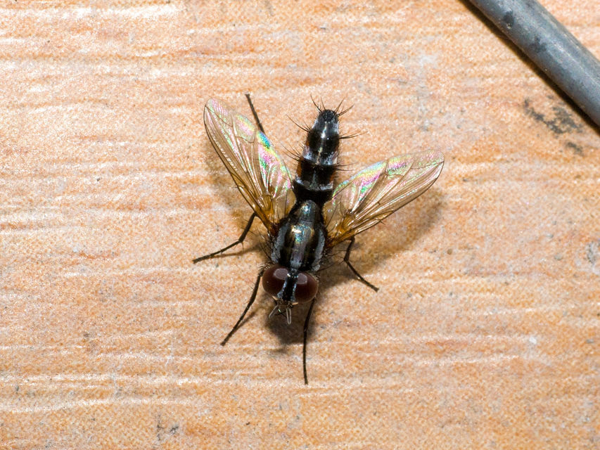 Mintho rufiventris