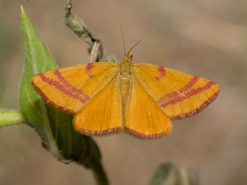 Lythria cruentaria - bíborcsíkos araszoló