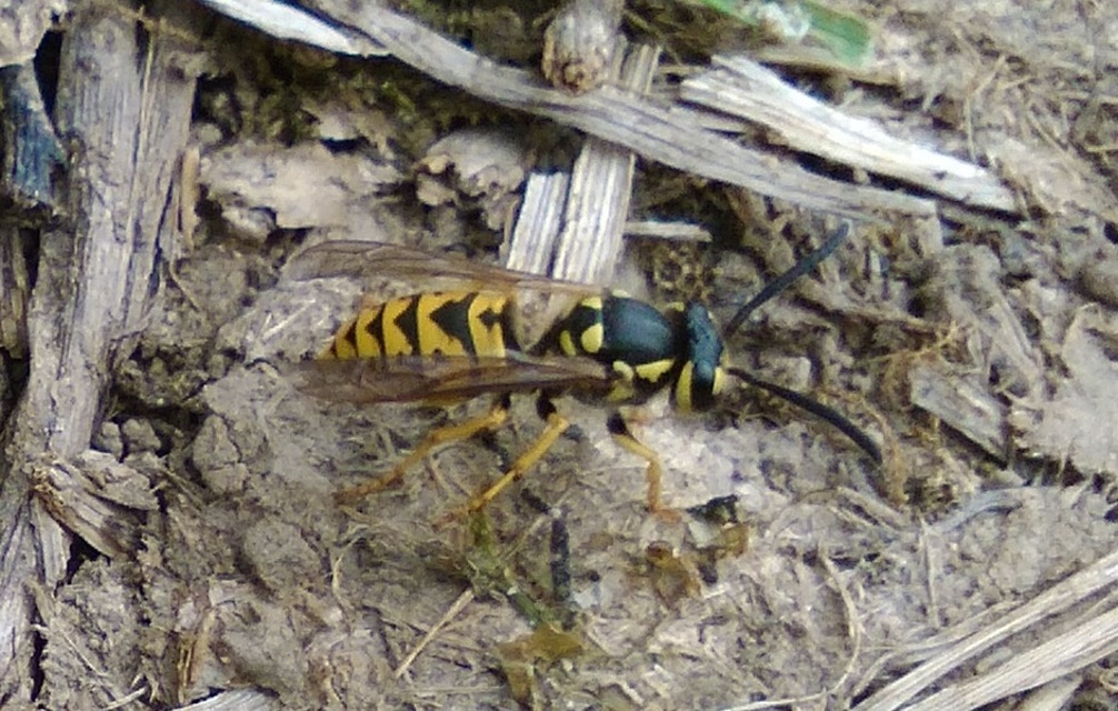 Vespula germanica - német darázs