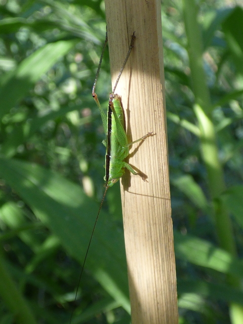 Conocephalus fuscus - kis kúpfejűszöcske