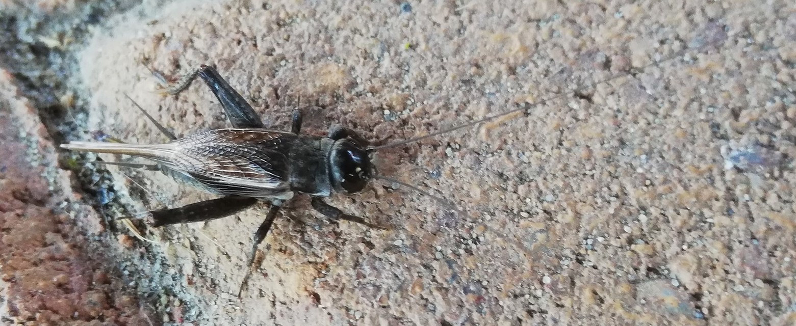 Eumodicogryllus bordigalensis - bordói tücsök