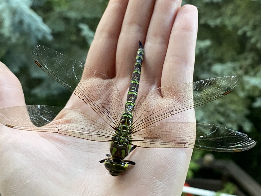 Aeshna cyanea - sebes karcsúacsa