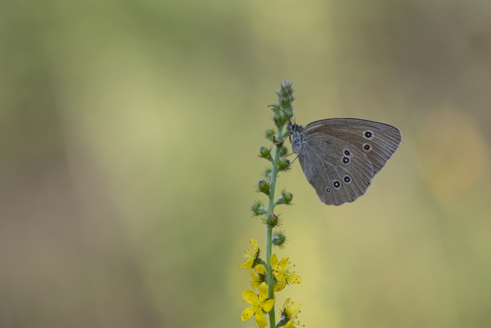 Aphantopus hyperanthus - közönséges ökörszemlepke