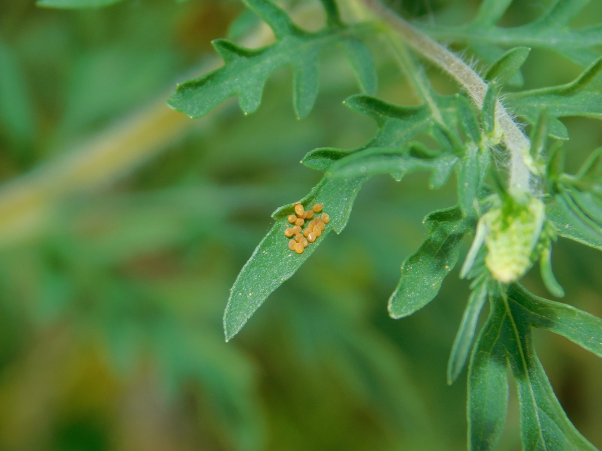 Ophraella communa - parlagfű-olajosbogár