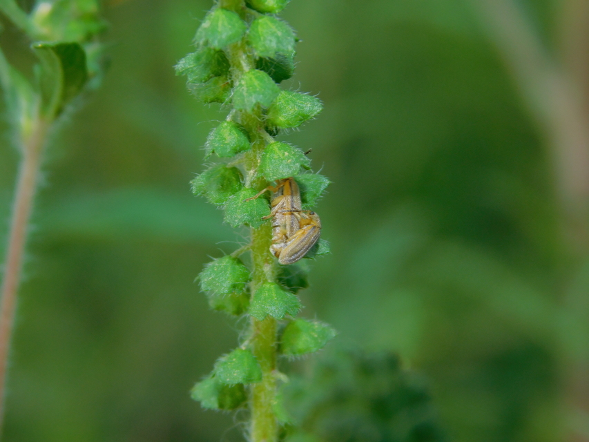 Ophraella communa - parlagfű-olajosbogár