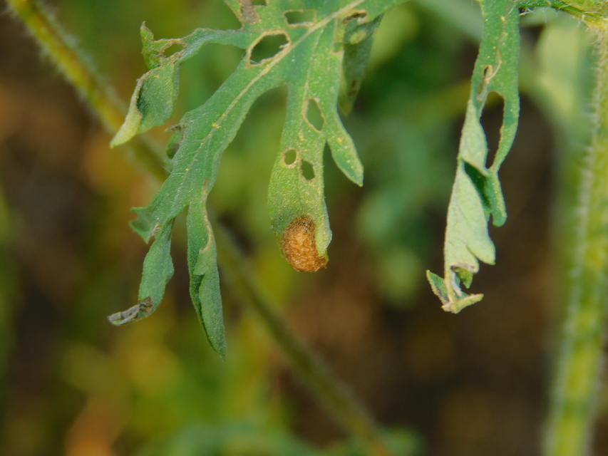 Ophraella communa - parlagfű-olajosbogár