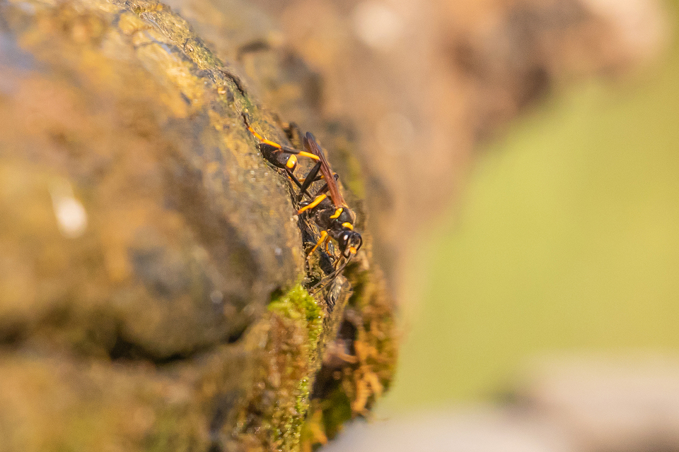 Sceliphron caementarium - feketenyelű lopódarázs