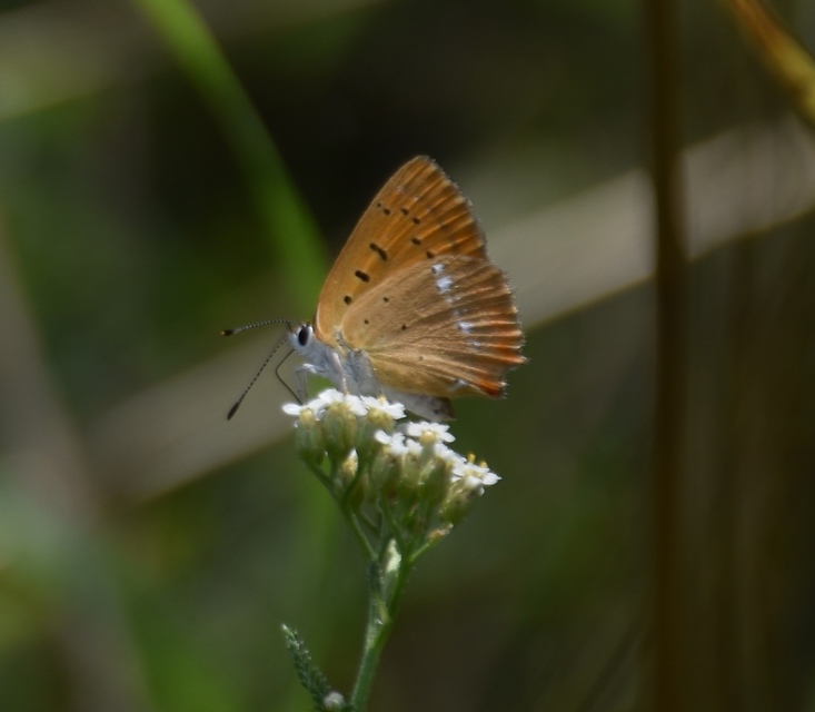 Lycaena virgaureae - arany-tűzlepke
