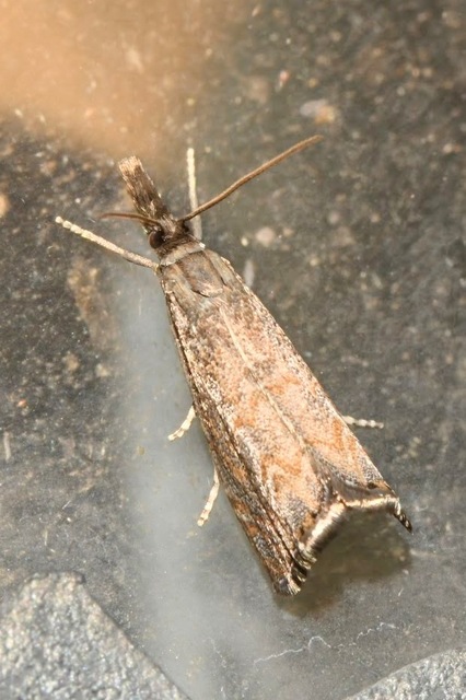 Platytes cerussella - törpe fűgyökérmoly