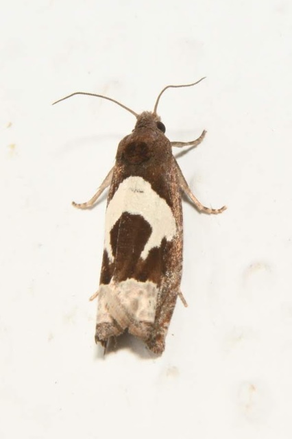 Epiblema foenella - kampósfoltú tükrösmoly
