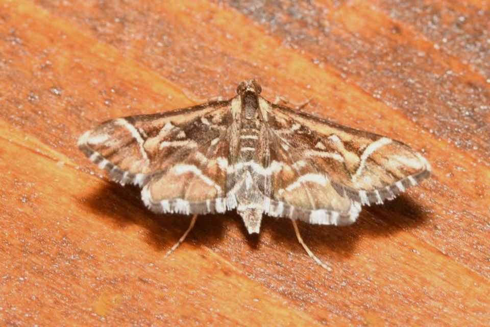 Diasemia reticularis - betűmintás tűzmoly