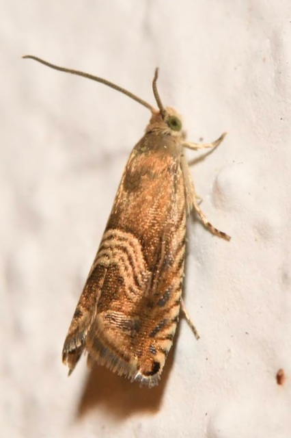 Grapholita delineana - kis kendermoly