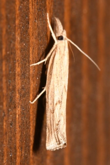 Pediasia contaminella - mocskos fűgyökérmoly