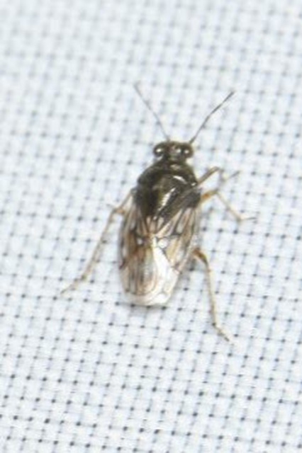 Saldula