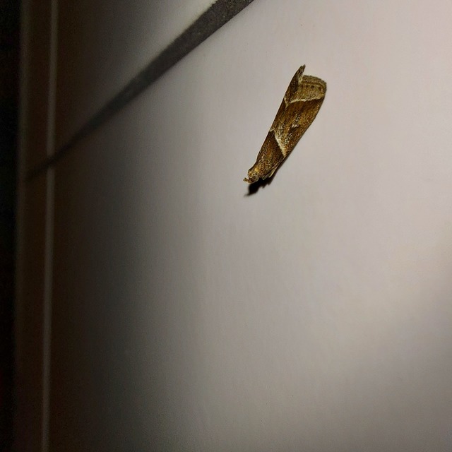 Nyctegretis lineana - agátszínű karcsúmoly