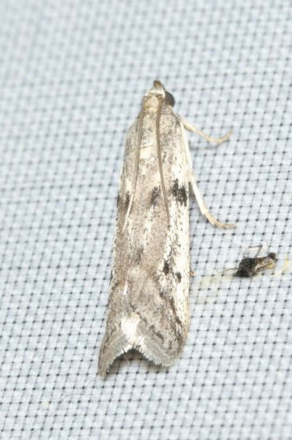 Phycitodes binaevella - bogáncslakó karcsúmoly