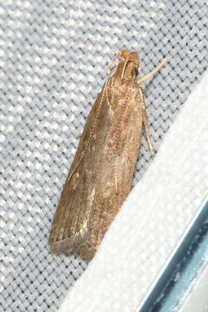 Helcystogramma triannulella - szuláksodró lápimoly