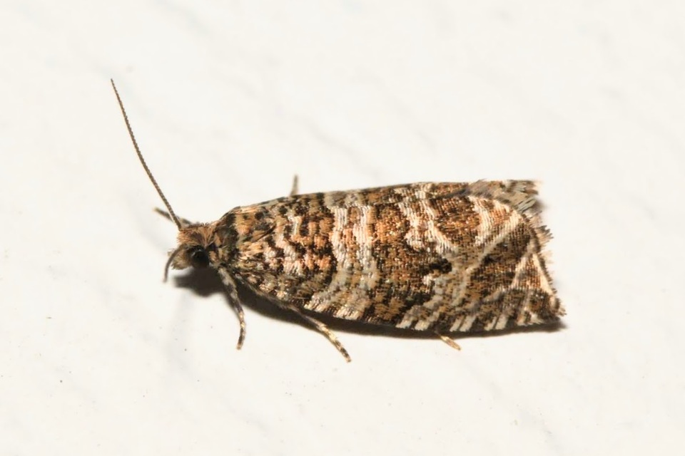 Celypha rivulana - dudvasodró tükrösmoly