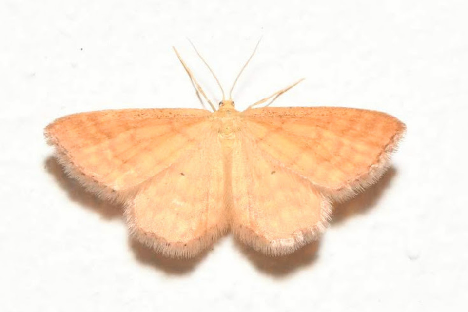 Idaea serpentata - kis sávosaraszoló