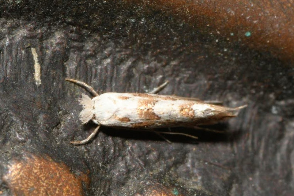 Phyllonorycter