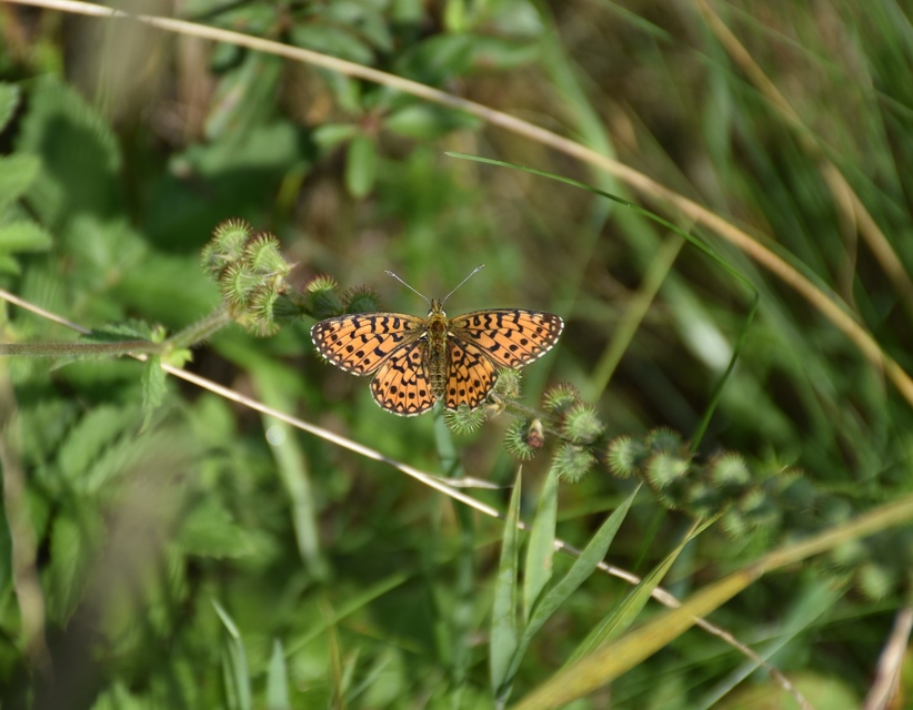Boloria selene - fakó gyöngyházlepke