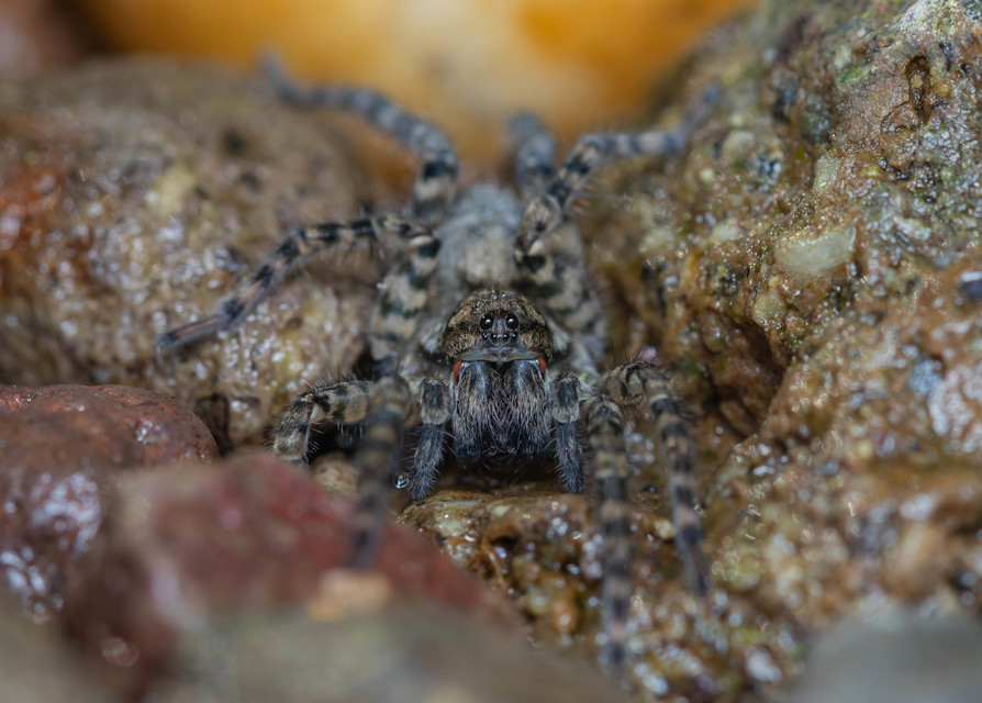 Arctosa maculata