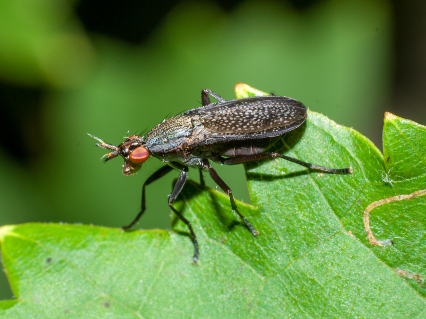 Coremacera marginata