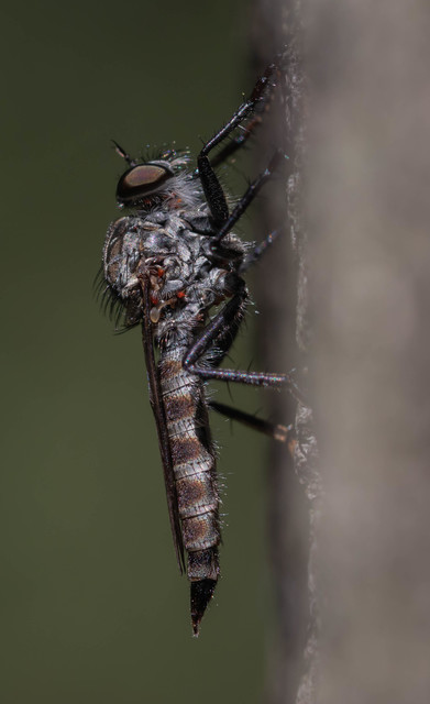 Tolmerus atripes
