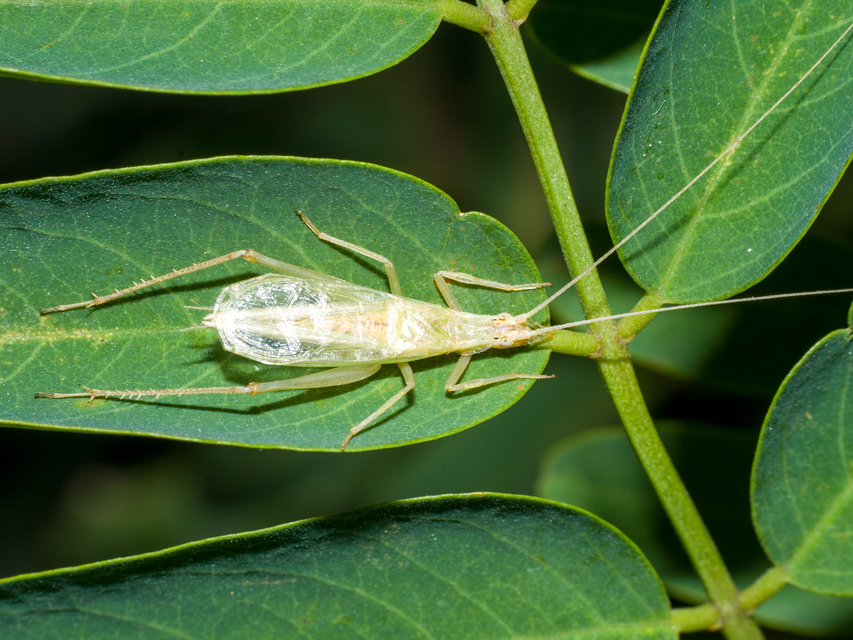 Oecanthus pellucens - pirregőtücsök