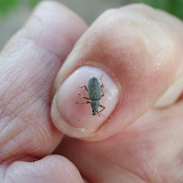 Polydrusus formosus - selymes lombormányos