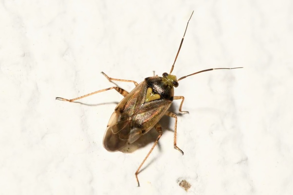 Lygus rugulipennis - molyhos mezeipoloska