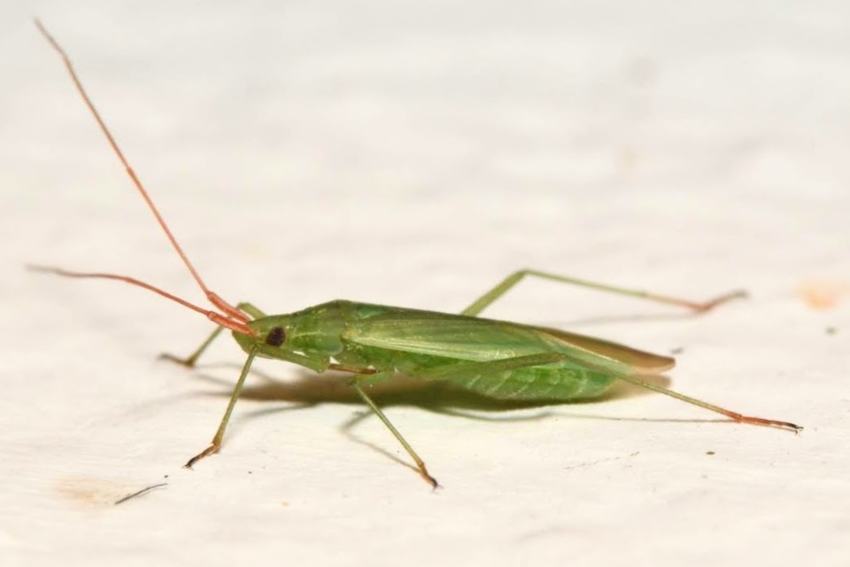 Trigonotylus caelestialium - vöröscsápú mezeipoloska