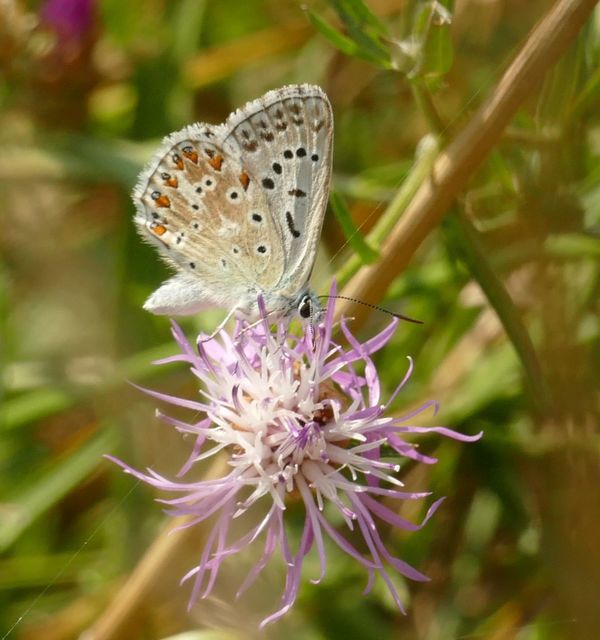 Polyommatus coridon - ezüstkék boglárka