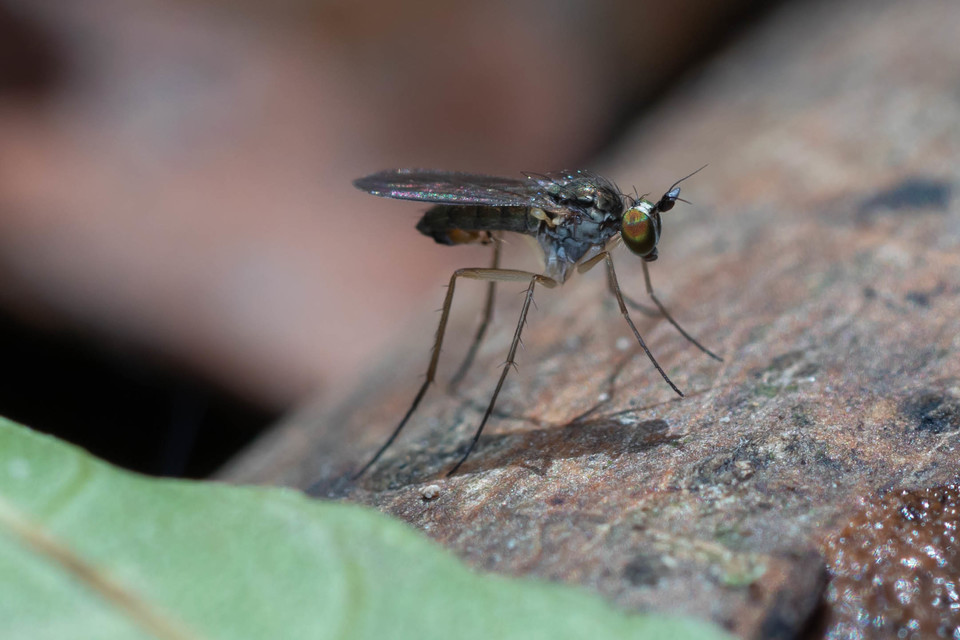 Dolichopodidae - szúnyoglábú legyek