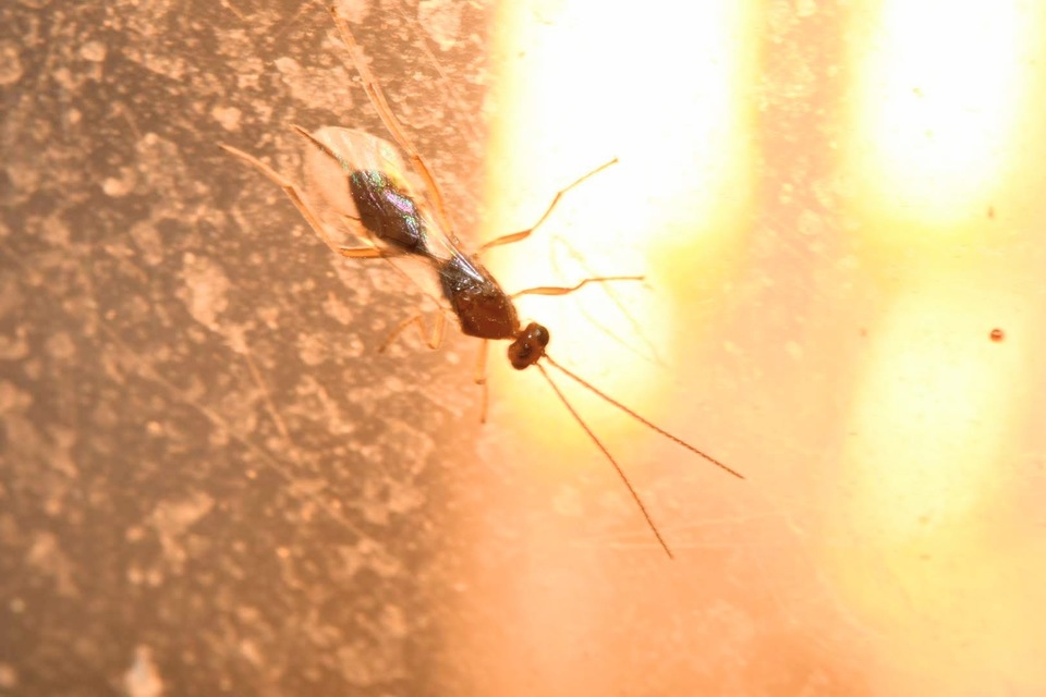 Braconidae - gyilkosfürkészek
