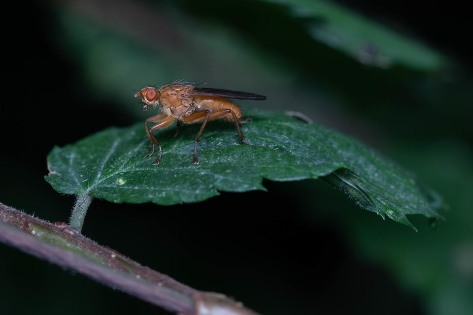 Scathophaga