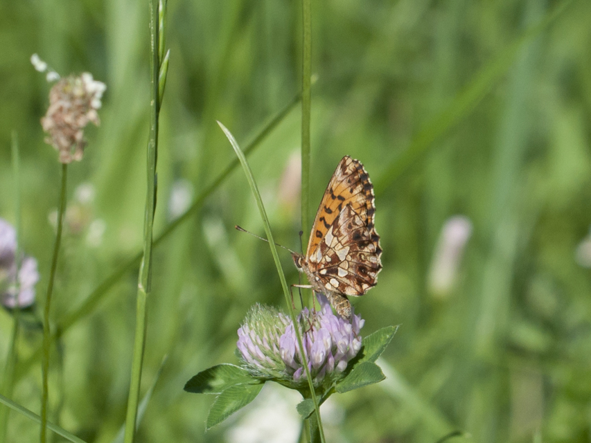 Boloria dia - kis gyöngyházlepke