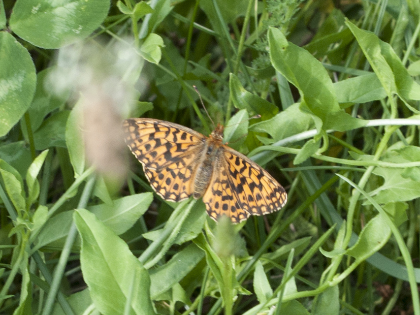Boloria dia - kis gyöngyházlepke
