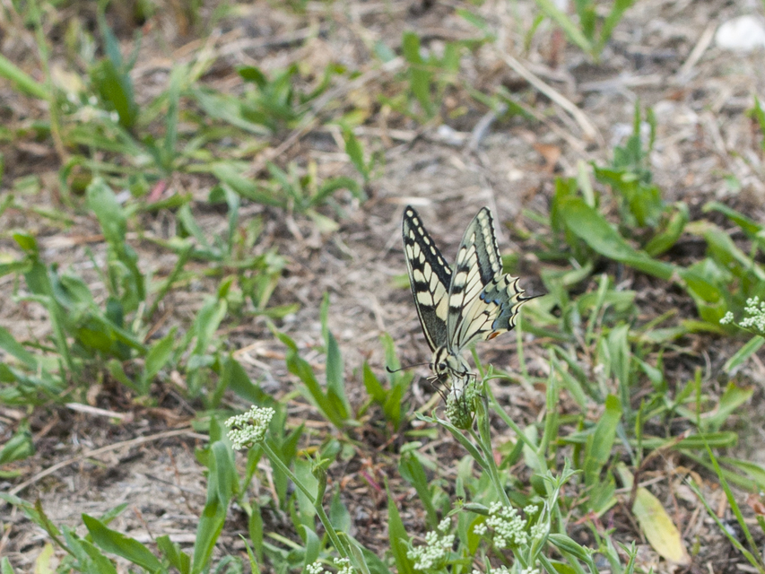 Papilio machaon - fecskefarkú lepke