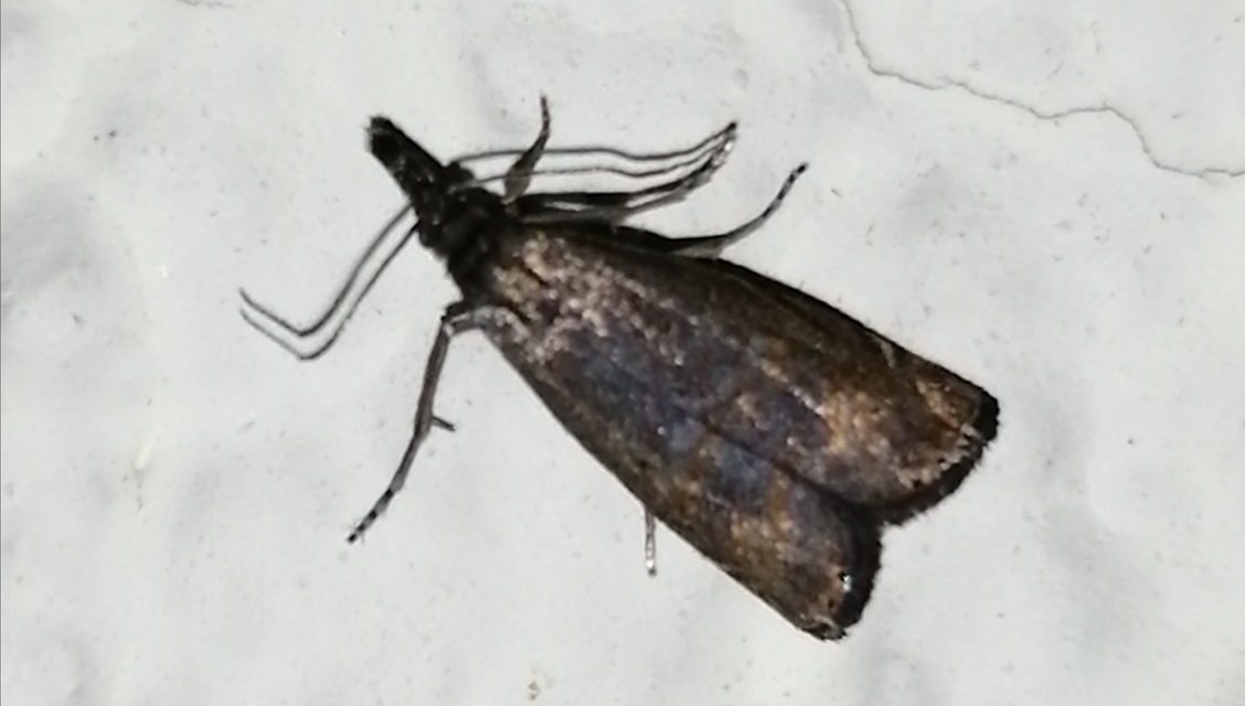 Platytes cerussella - törpe fűgyökérmoly